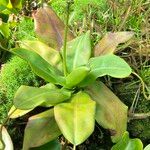 Nepenthes truncata Habitus