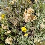 Helichrysum italicumBlüte