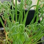 Albuca spiralis Folha