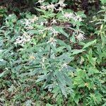 Doellingeria umbellataFlower