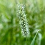 Phleum pratense Fruit