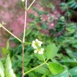 Cissus ambongensis പുഷ്പം