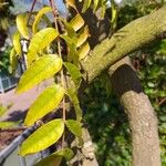 Pistacia chinensis Foglia