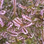 Calluna vulgarisപുഷ്പം