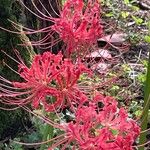 Lycoris radiata Blomst