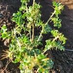 Solanum arundo Yaprak