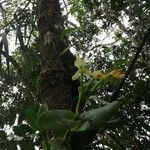 Epidendrum hunterianum Цвят
