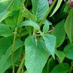 Monarda fistulosa Лист