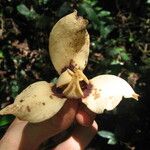 Mkilua fragrans Flower