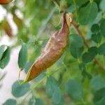 Colutea orientalis Fruit