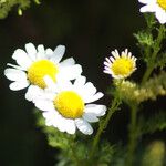 Tripleurospermum maritimum Kukka