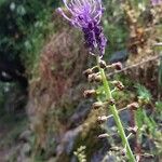 Muscari matritense Flower