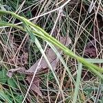 Dianthus carthusianorum Leaf