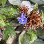 Ceratostigma willmottianumKwiat