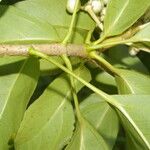 Dendropanax arboreus Blad