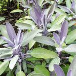 Salvia officinalis Yaprak