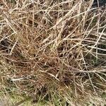 Carex buxbaumii Feuille