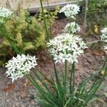 Allium tuberosumFlower