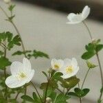 Rosa spinosissima Λουλούδι