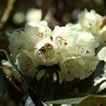 Rhododendron macabeanum Çiçek