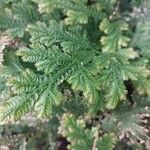 Selaginella eublepharis Φύλλο