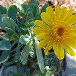 Hertia cheirifolia Fuelha