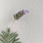 Lavandula dentataFlower