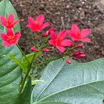Jatropha integerrima Other