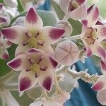 Calotropis procera പുഷ്പം