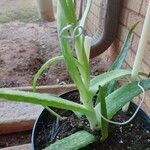 Aloe officinalis Blad