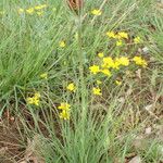 Tragopogon crocifolius Elinympäristö