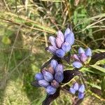 Gentiana andrewsii 花