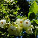 Halesia carolina 花