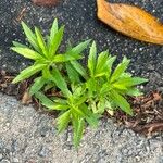 Solidago altissima Blatt