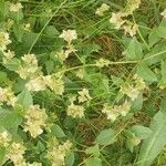 Mirabilis nyctaginea Flower