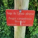 Tsuga canadensis Alia