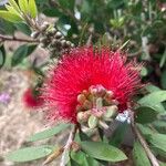 Melaleuca rugulosa Flower