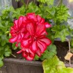 Pelargonium peltatumFlors