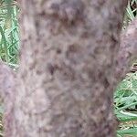 Abies lasiocarpa Bark