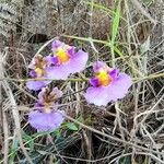 Tolumnia scandens Flor