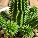 Euphorbia susannae Feuille
