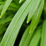 Allium paradoxum Leaf