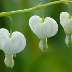 Lamprocapnos spectabilis Flower