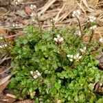 Cardamine parviflora Celota