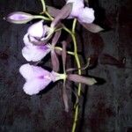 Encyclia cordigera फूल