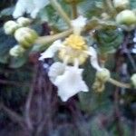 Banisteriopsis argyrophylla