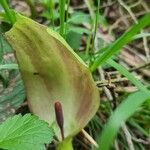 Arum italicum x Arum maculatum Hoja