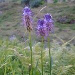 Phyteuma betonicifolium Flor