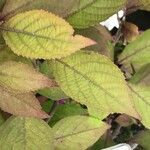 Callicarpa japonica Leaf