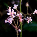 Saxifraga umbrosa Blüte